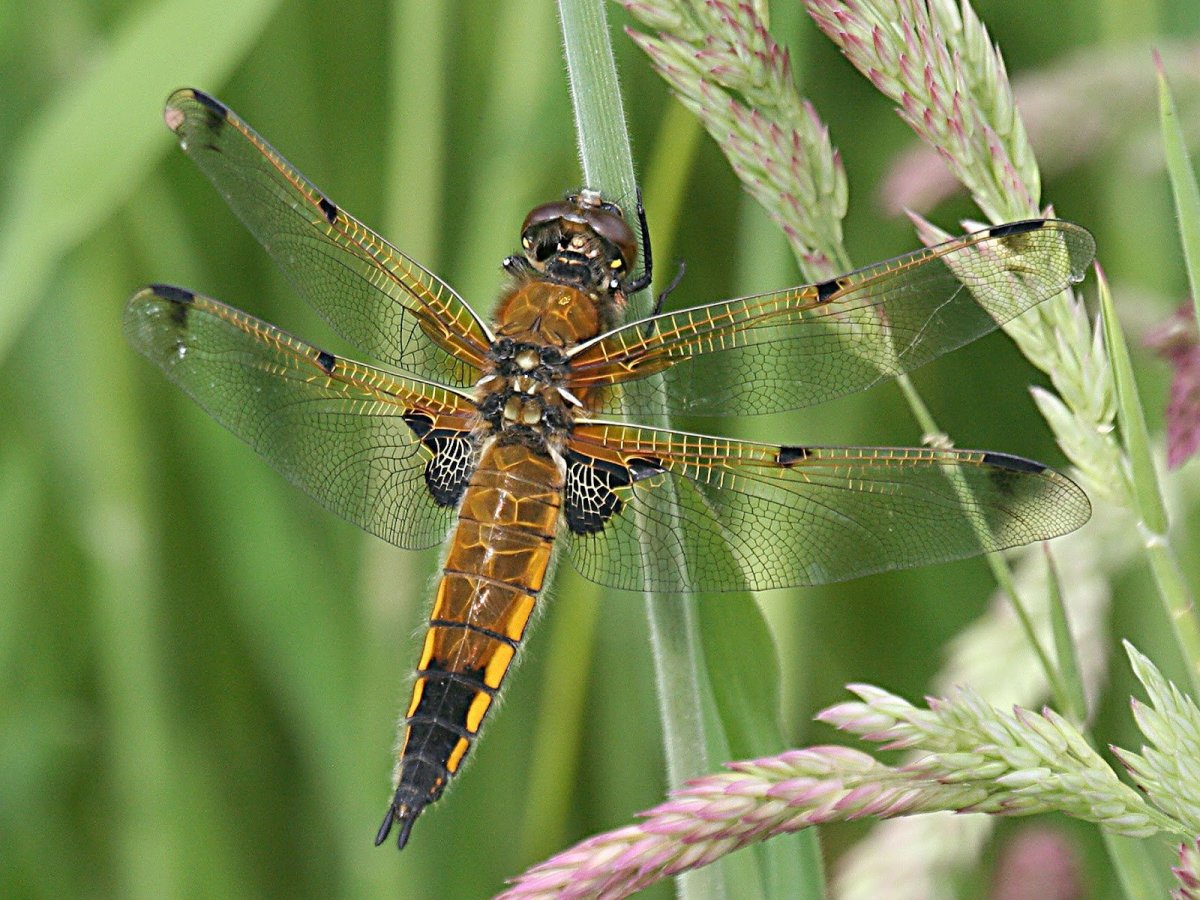 Четырёхпятнистая Стрекоза