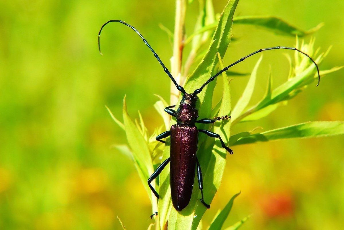 Жук Стригун Кравчик