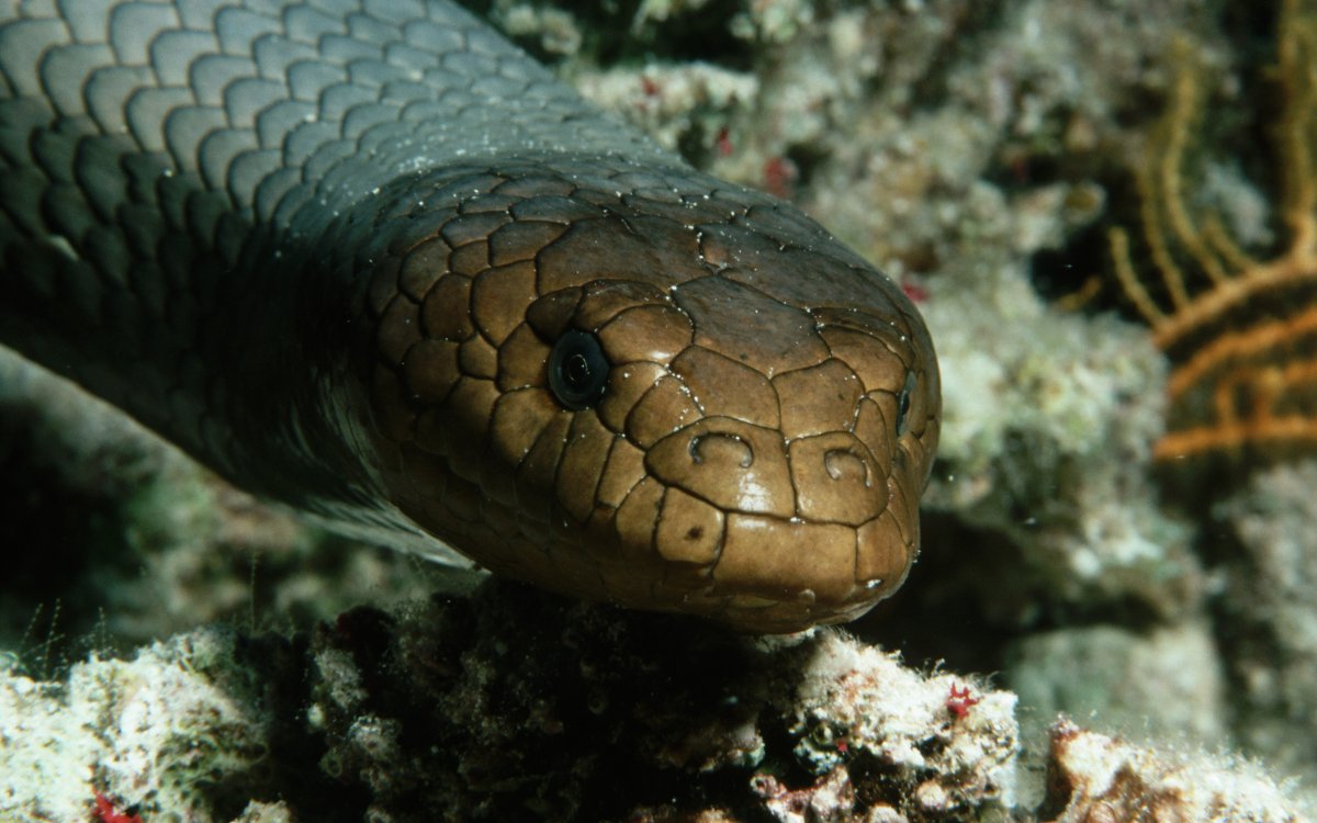 Носатая энгидрина