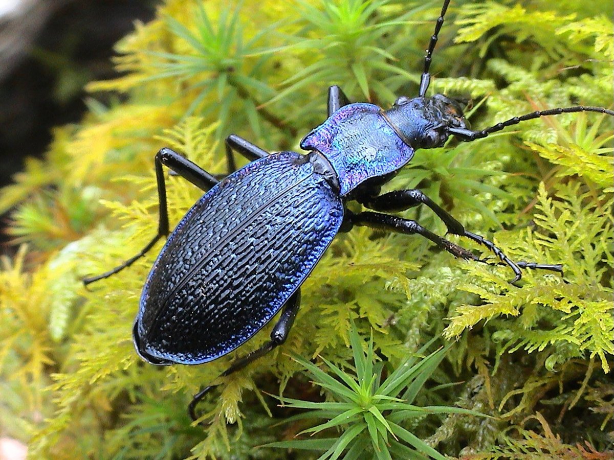 Кавказская жужелица - Carabus caucasicus