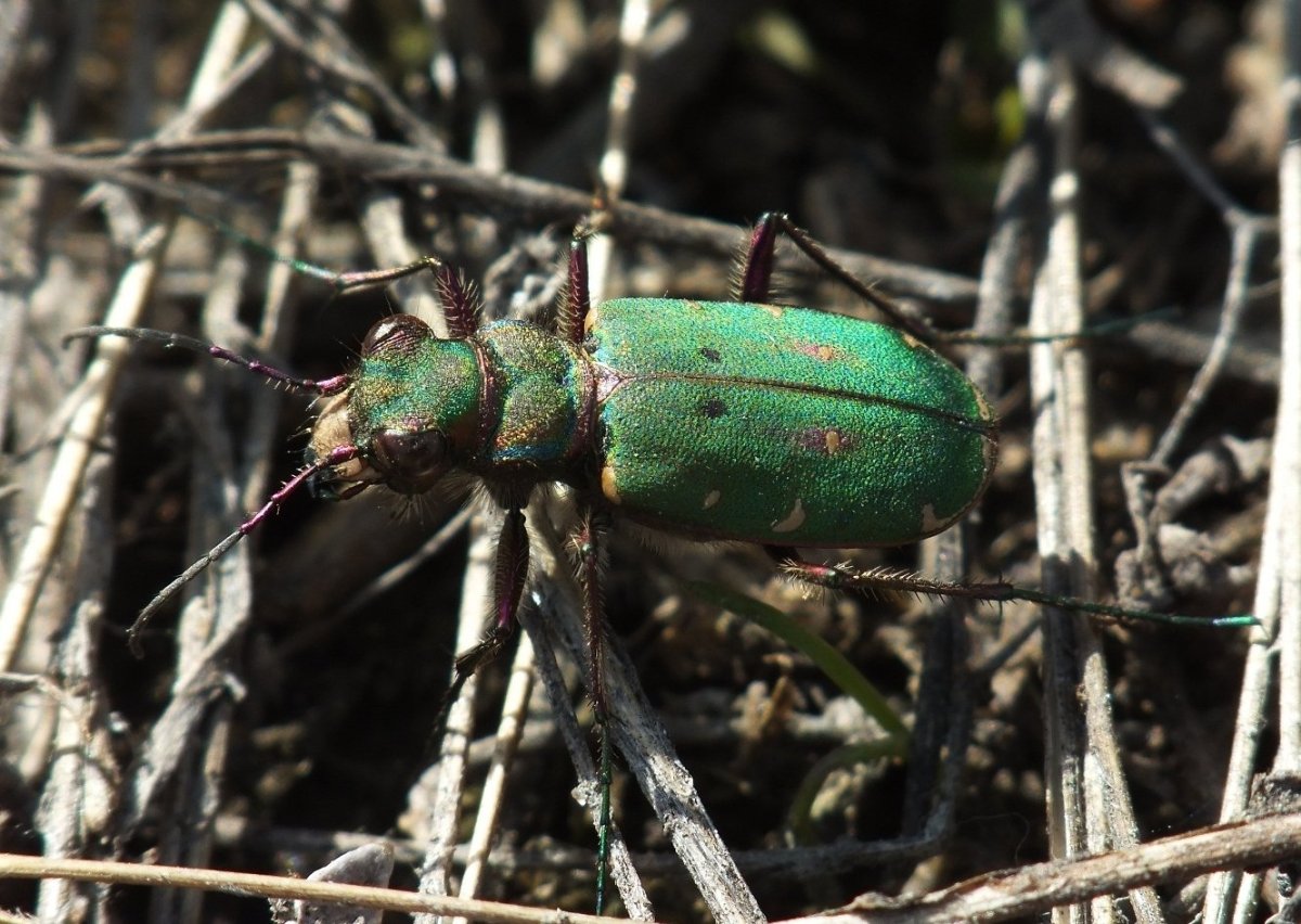 Жук скакун зеленый