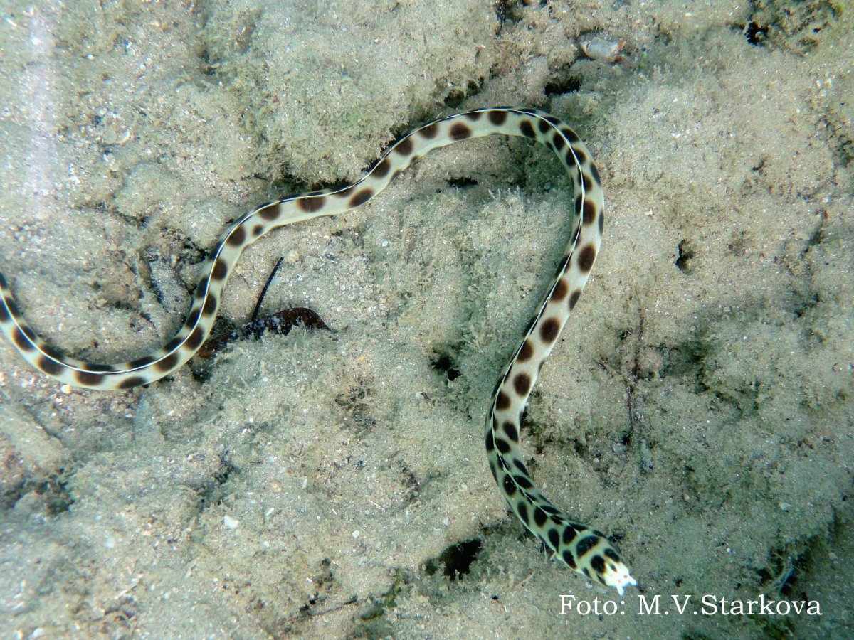 Морские змеи в персидском заливе