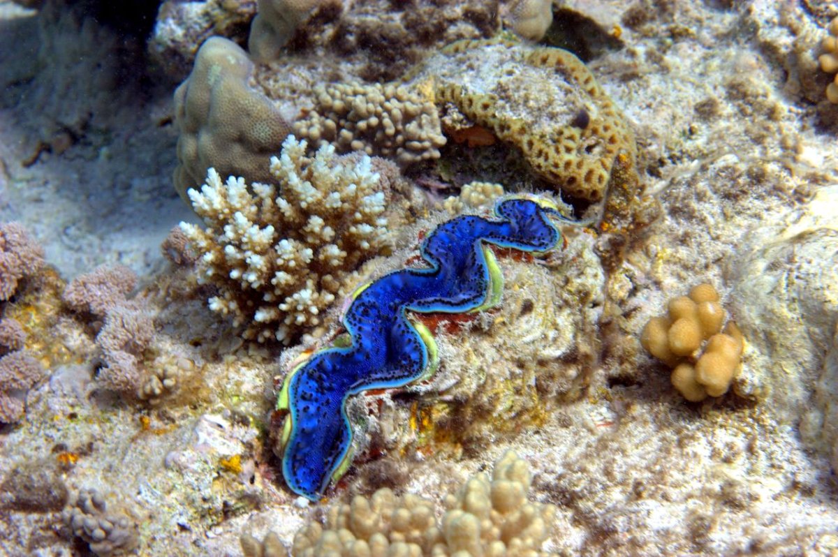 Морская змея Хургада