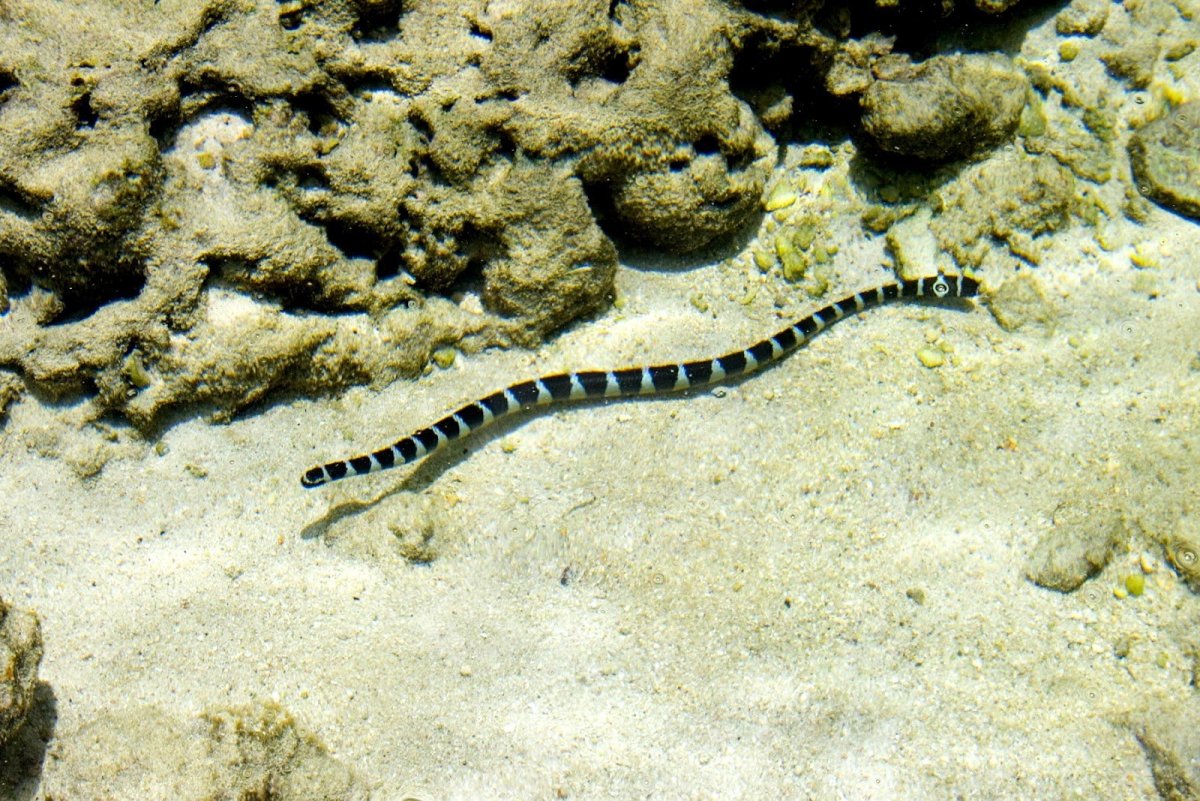 Морская змея Белчера