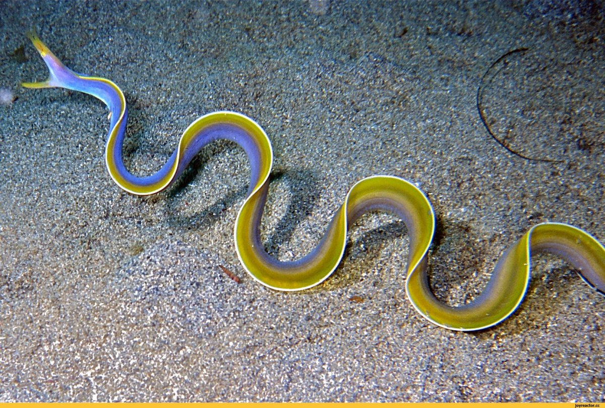 Ленточная мурена