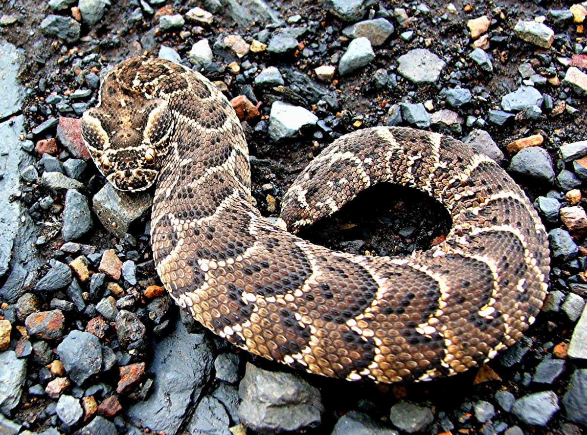 Шумящая гадюка