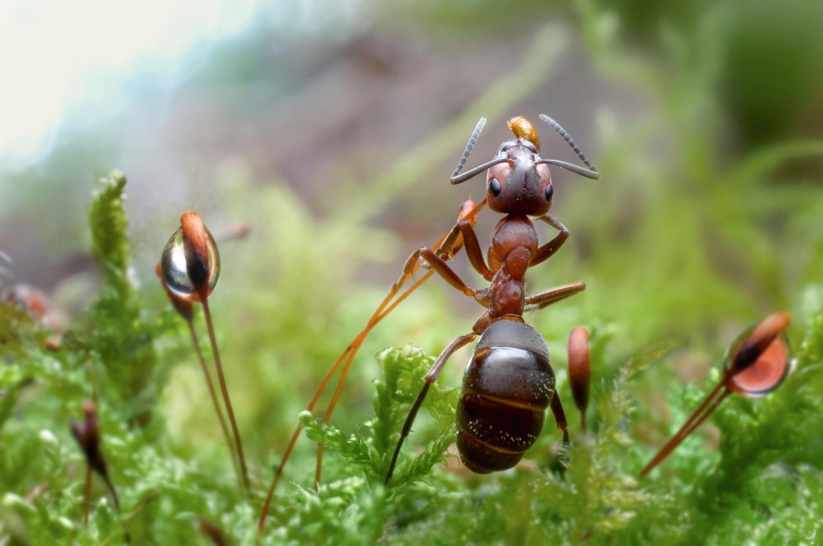 Муравей наездник