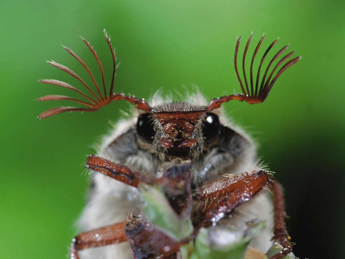 Майский Жук с ресничками