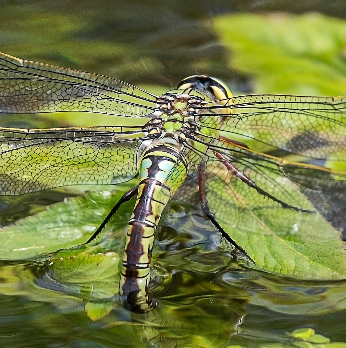 Стрекоза Дозорщик Император