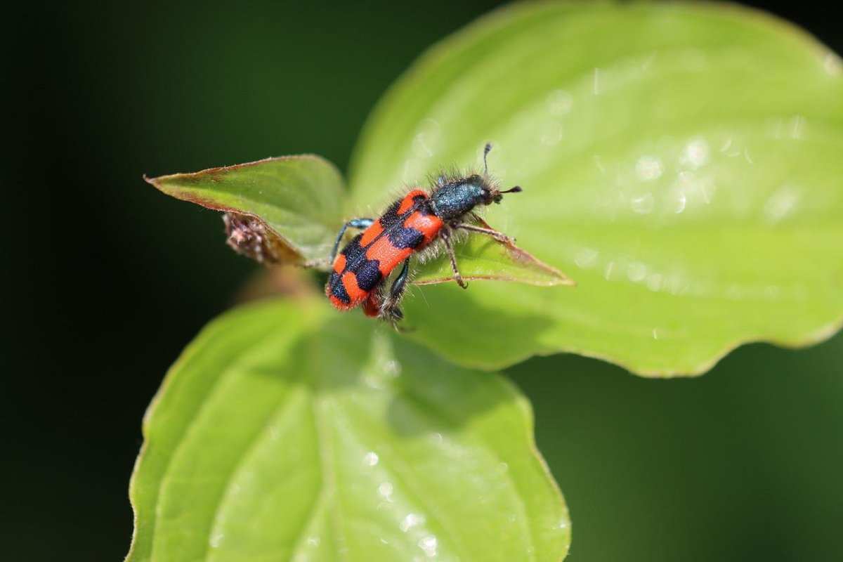 Черно красный Жук