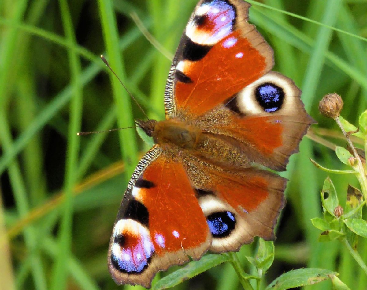 Бабочка павлиний глаз в Ростове -на-Дону