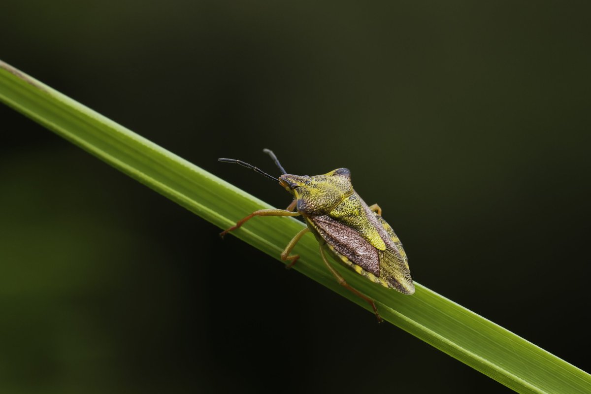 Саранча зеленая кобылка