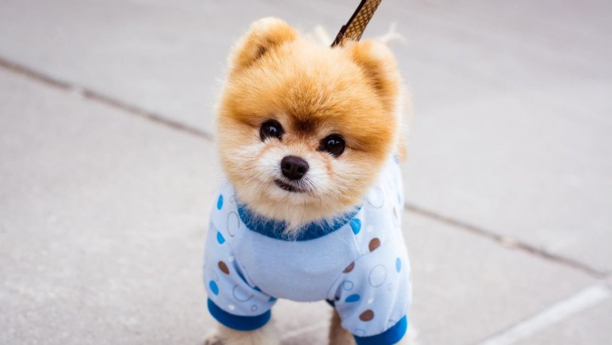 Померанский шпиц jiffpom
