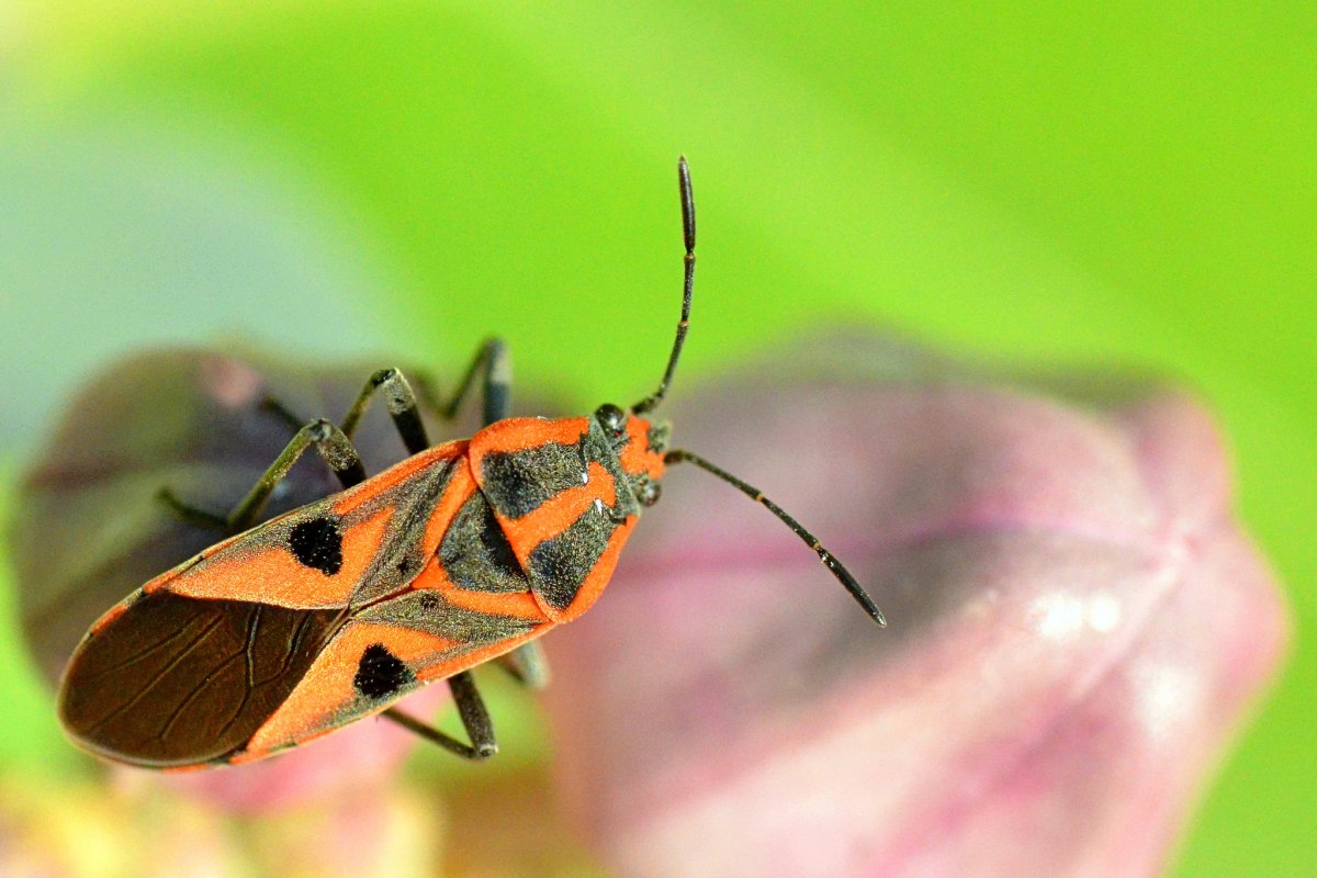 Насекомые jpg