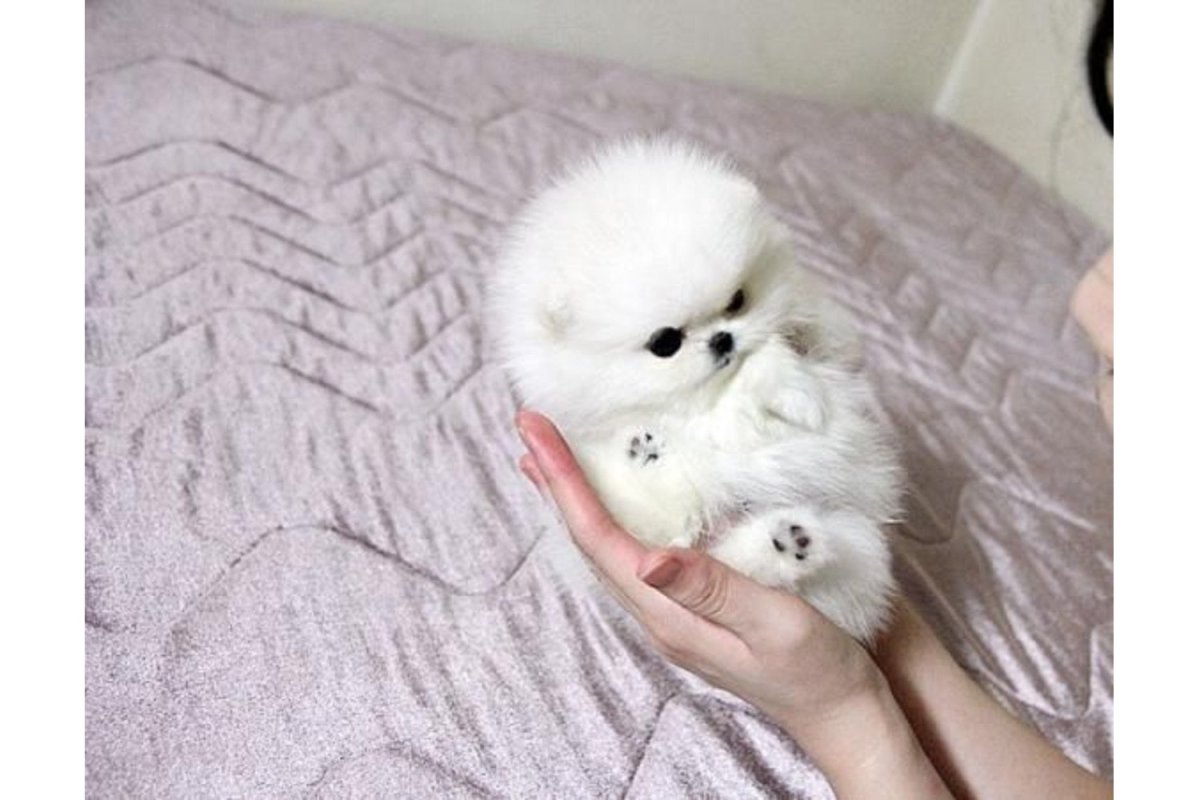 Померанский шпиц Teacup.