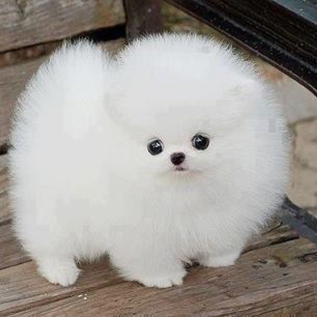 Маленький пушистый комочек