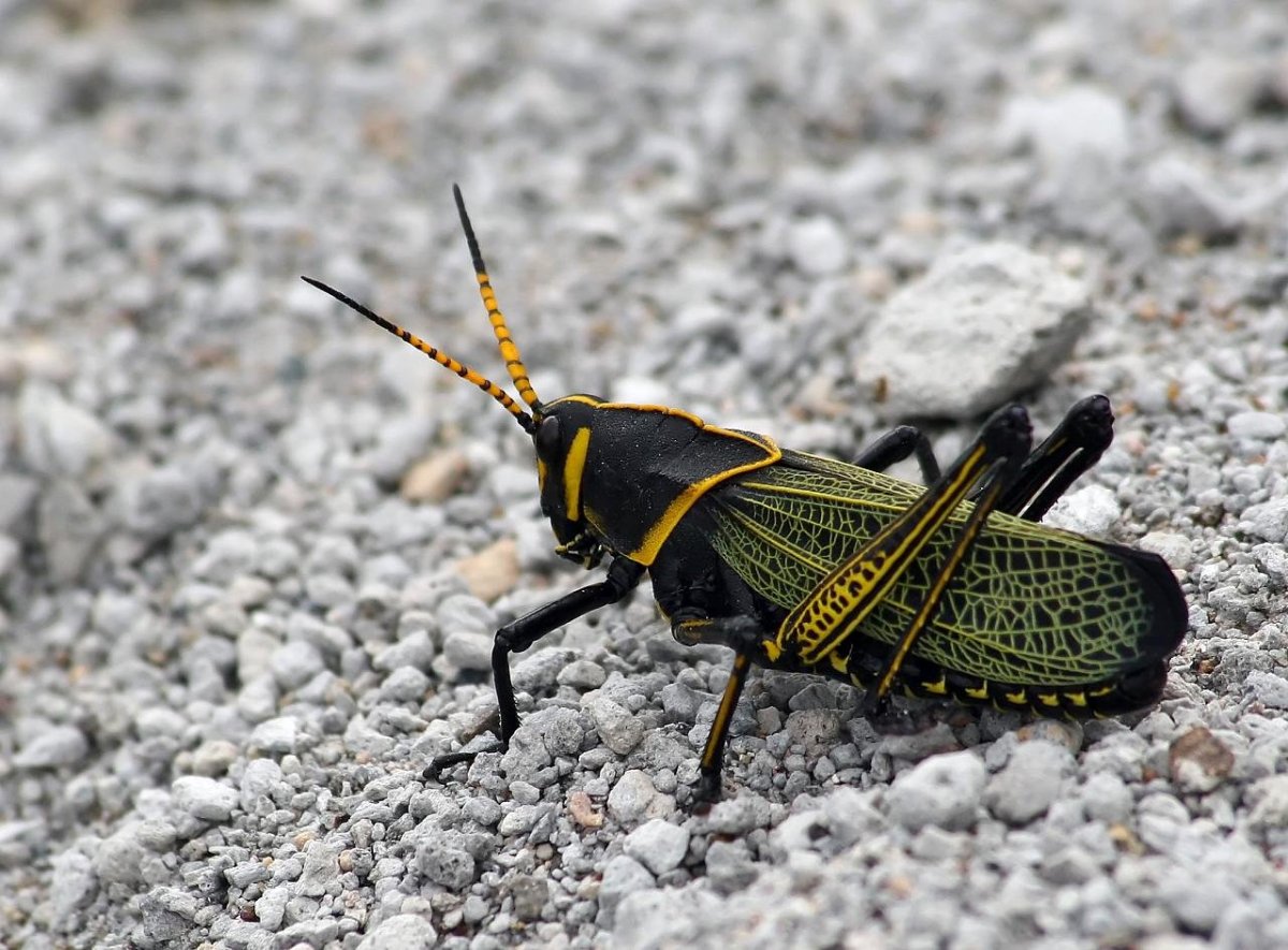 Жук кобылка