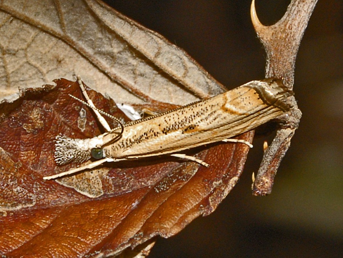 Lepidoptera Agriphila