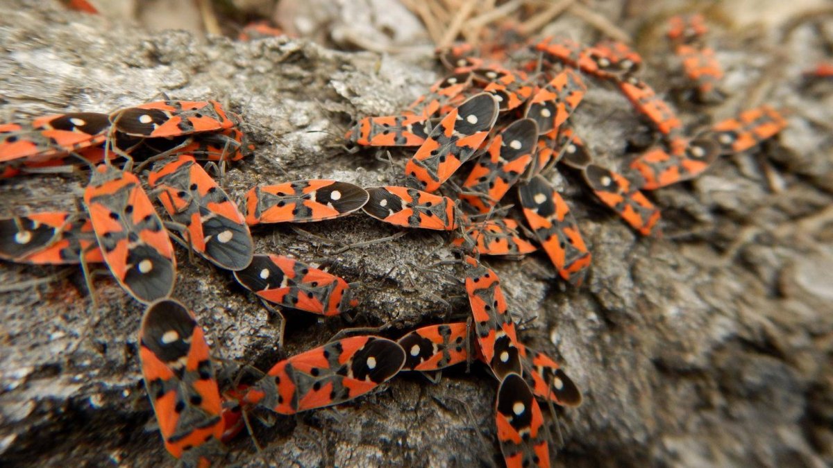 Клоп солдатик личинка