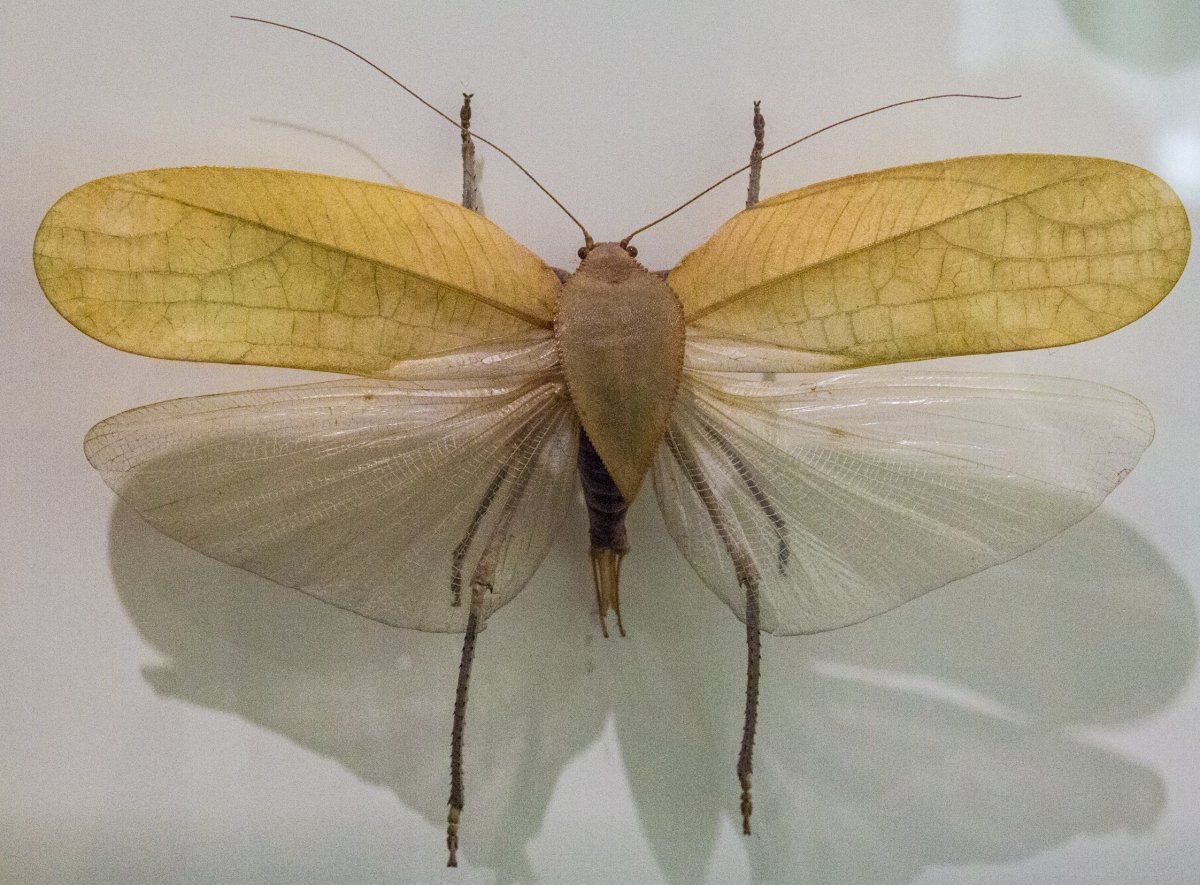 Моль шерстяная