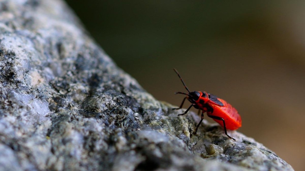 Insect Climber 866-8