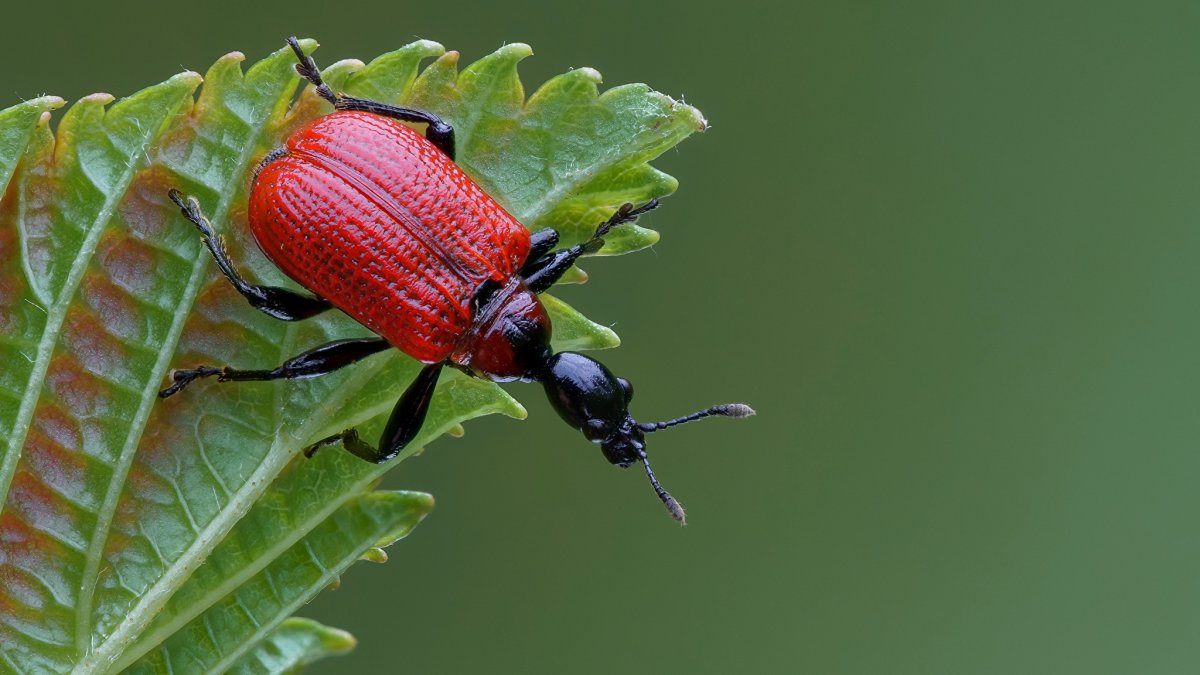 Орешниковый трубковерт