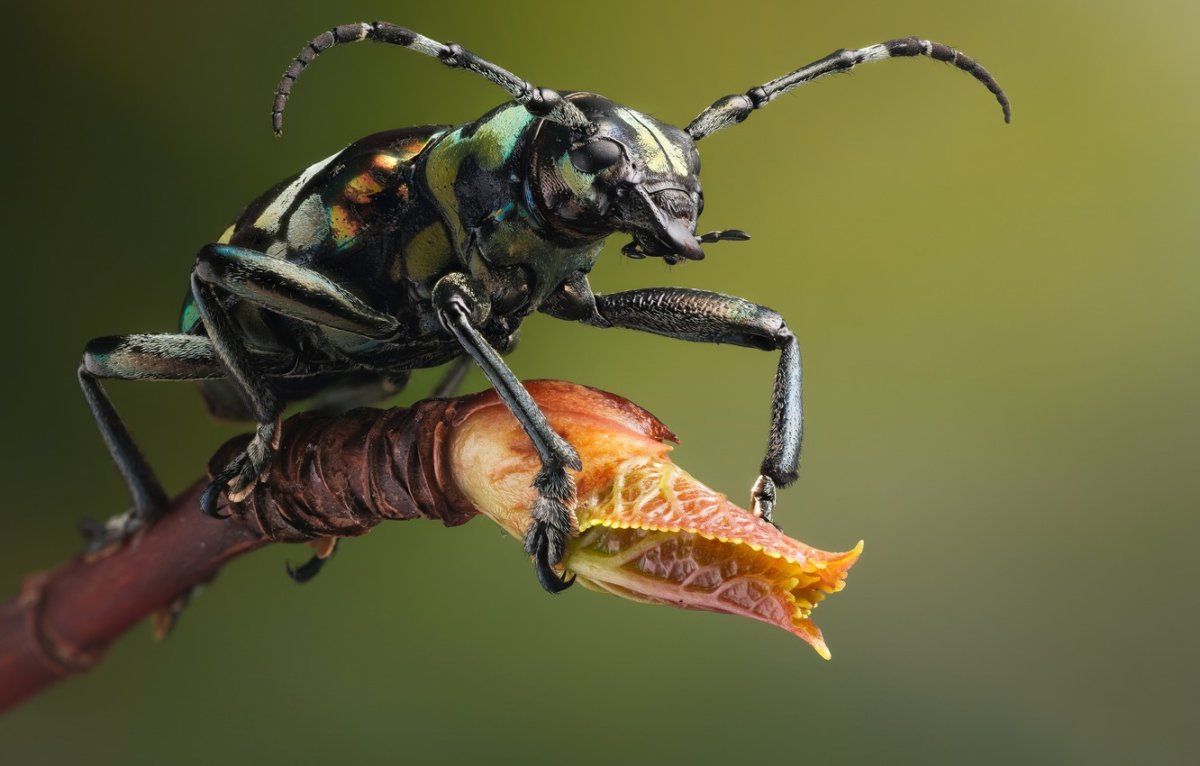 Картинки Жуков насекомых