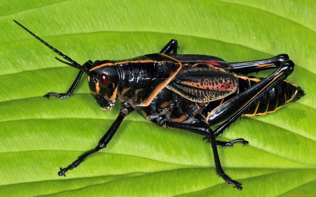 Кузнечик огневка