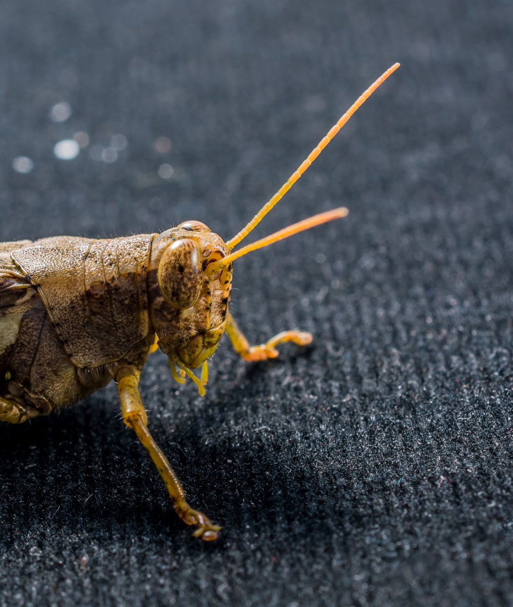 Платяная моль (Tineola bisselliella)