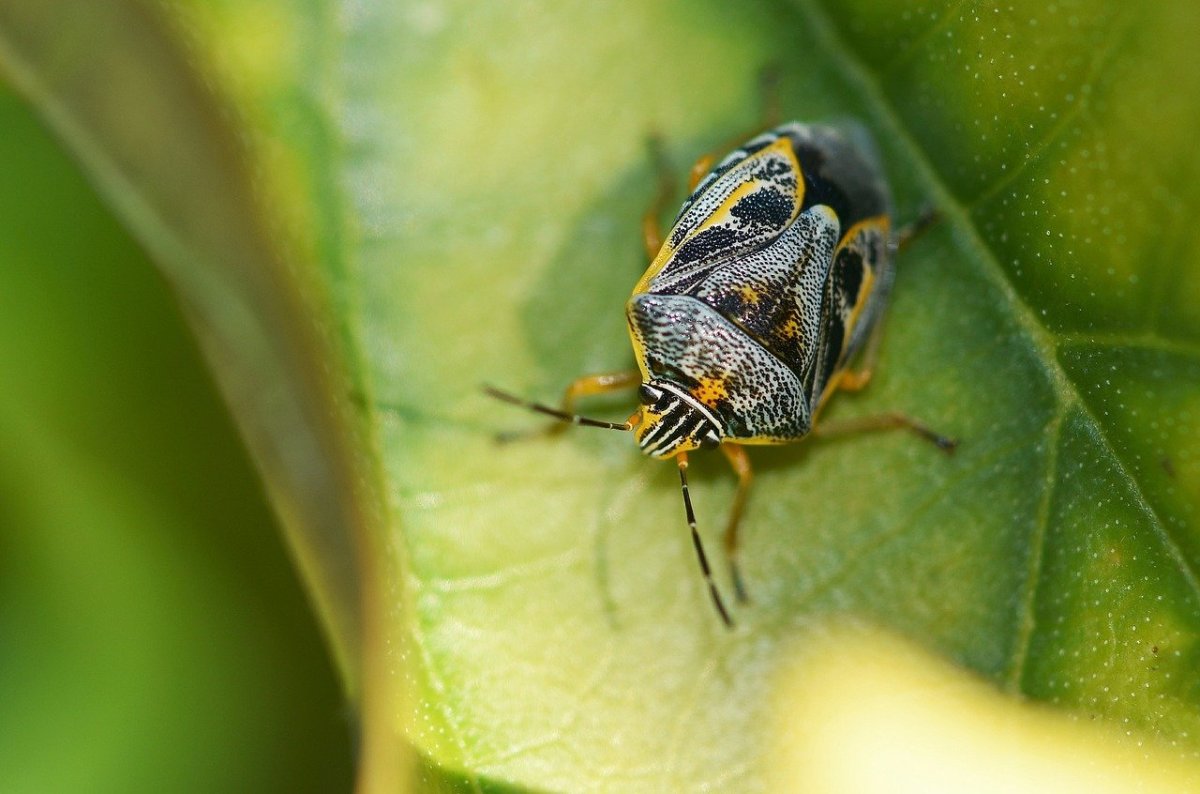 Жук огневка