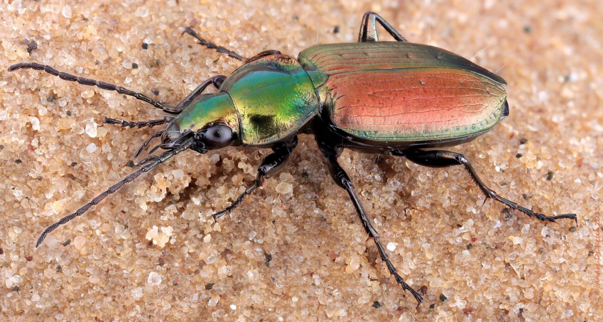 Кремовая пятнистая тигровая моль