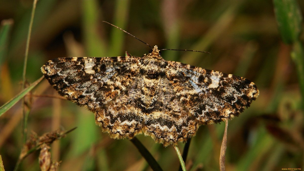 Восковая моль макроснимок