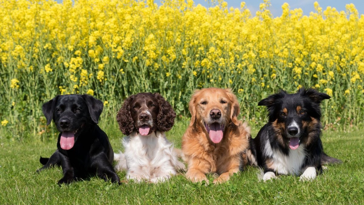 Бордер колли и лабрадор