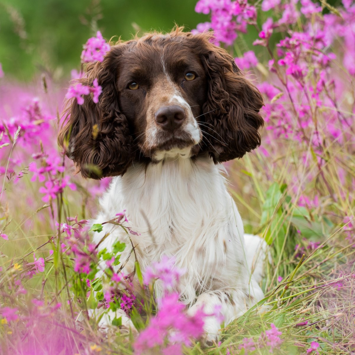 Ирландский кокер спаниель