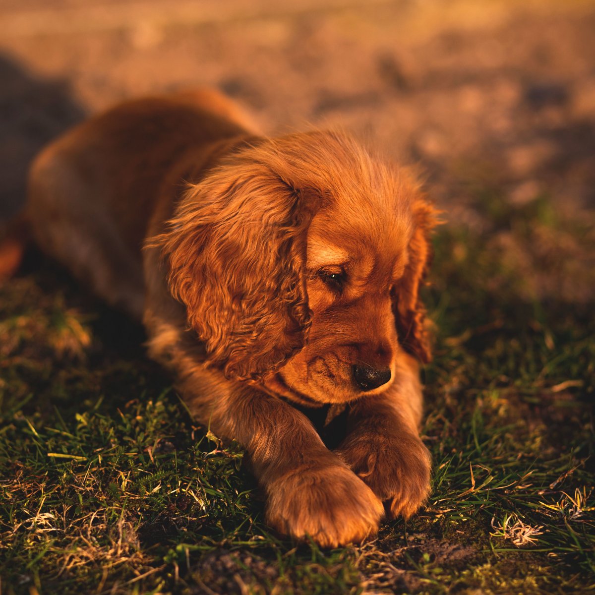 Кокер-спаниель