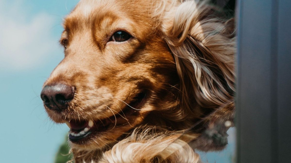 Английский кокер-спаниель