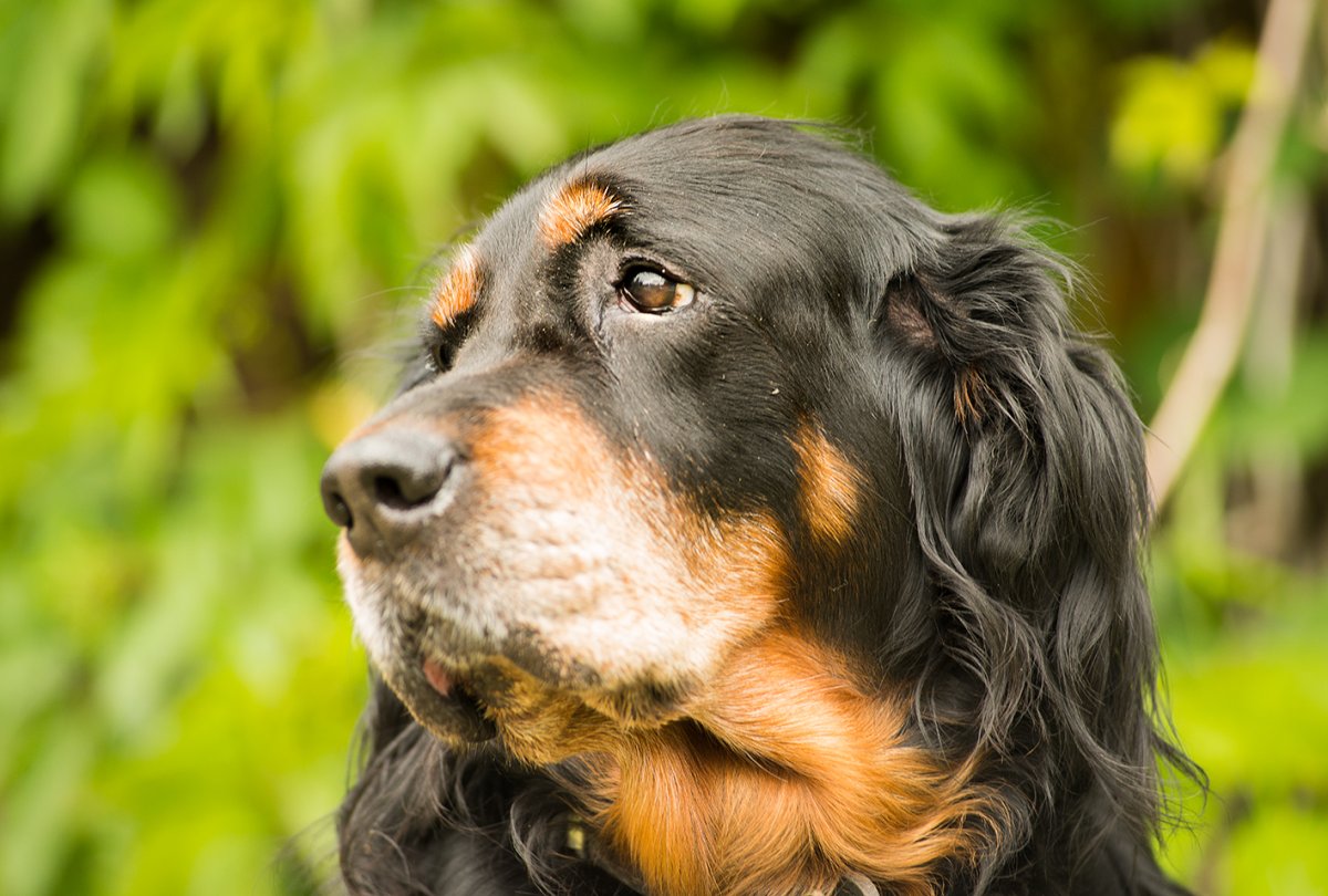 Сеттер собака шотландский