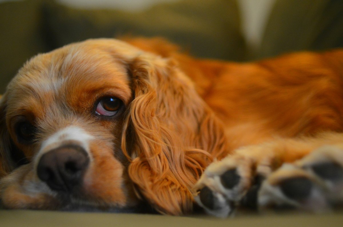 Персиковый спаниель фото