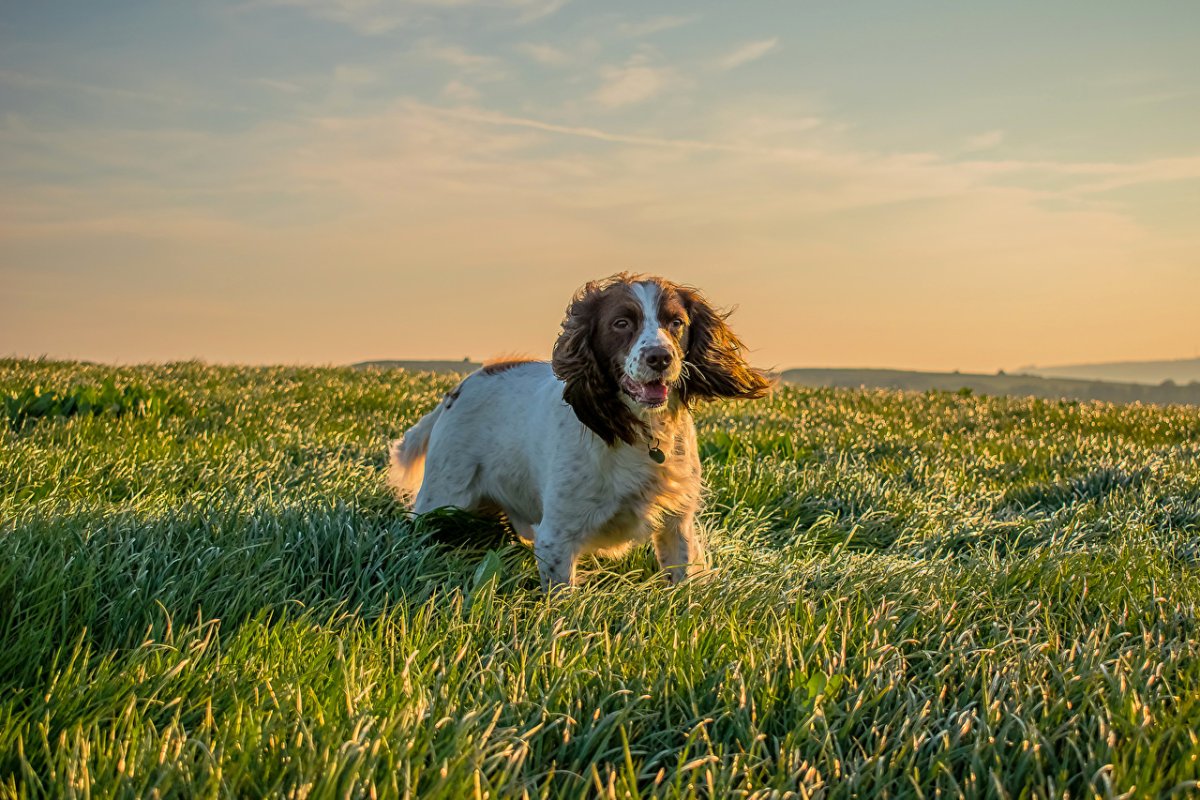 Кокер спаниель собака овчарка