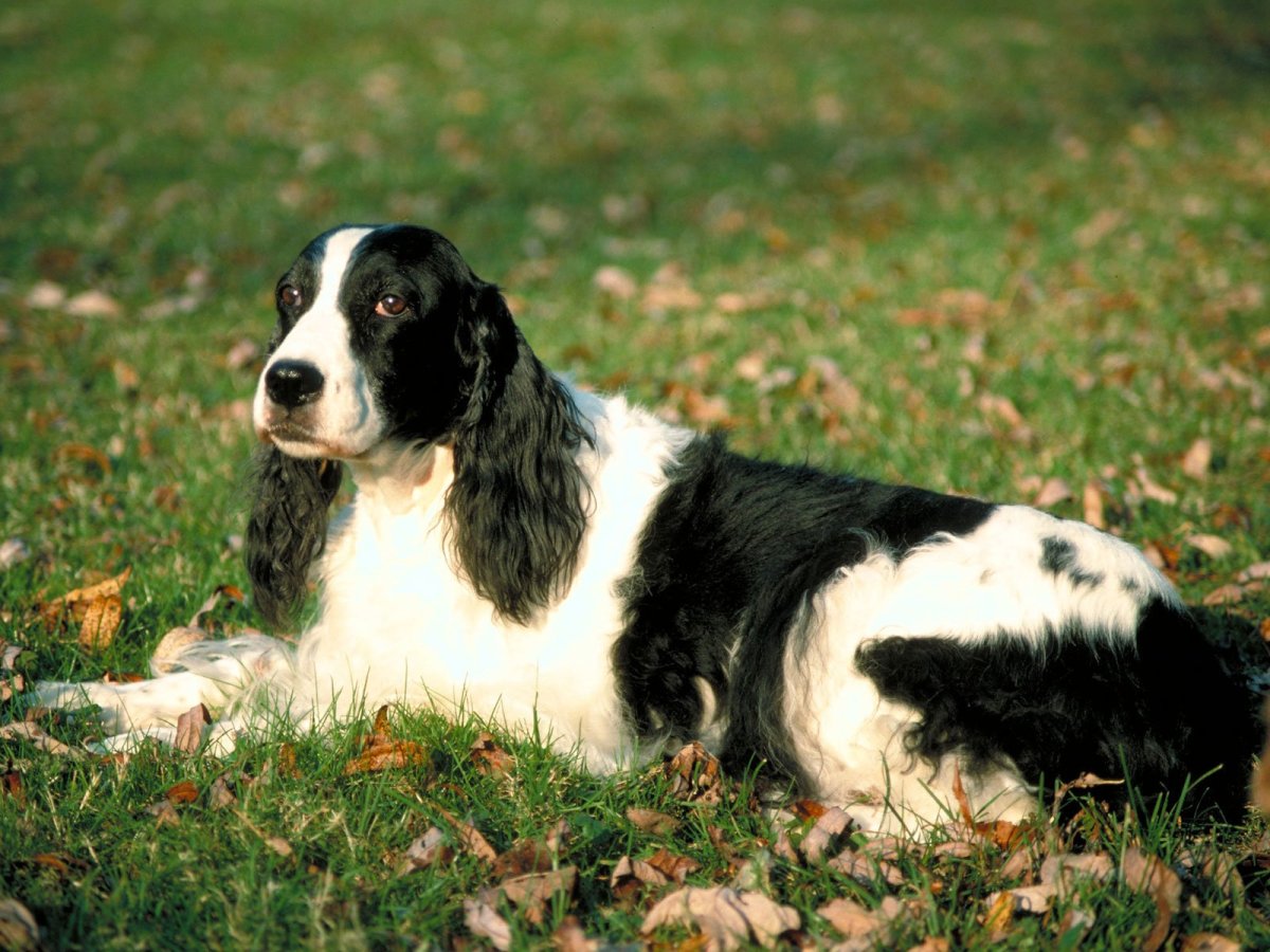 Русский охотничий спаниель лежит