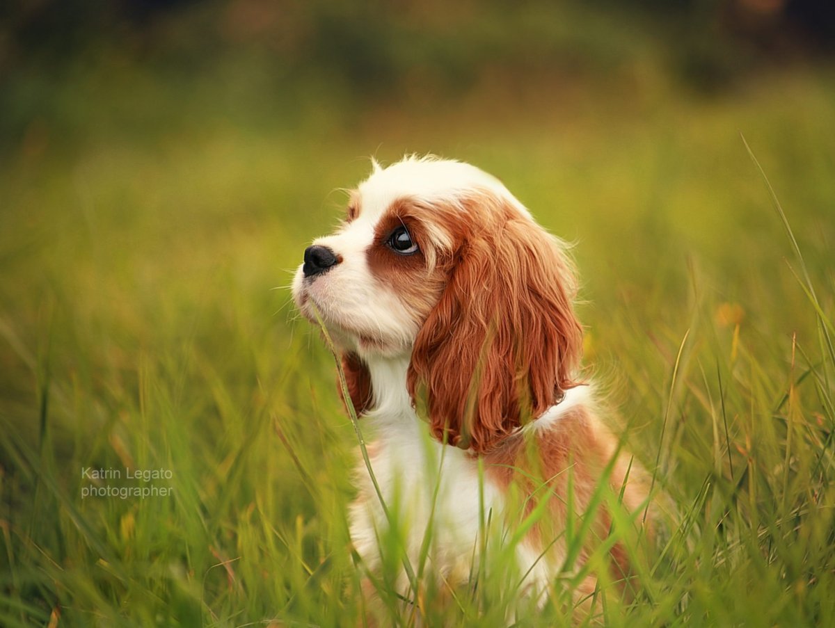 Кавалер Кинг Чарльз спаниель короткошерстный