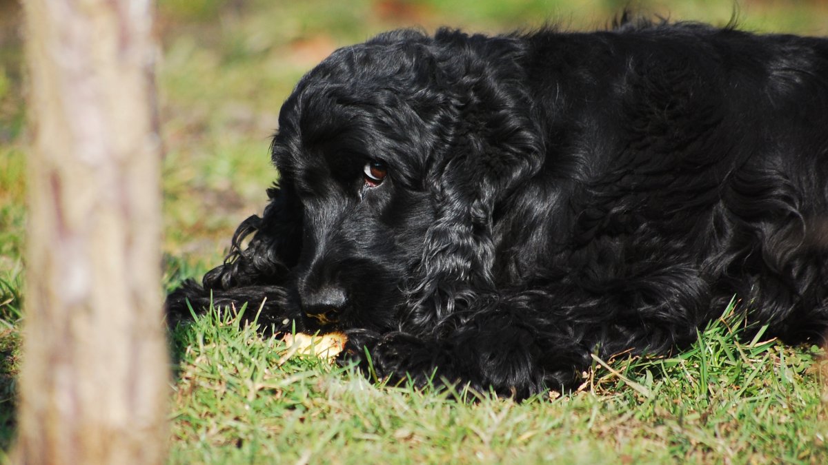 Английский кокер спаниель черный