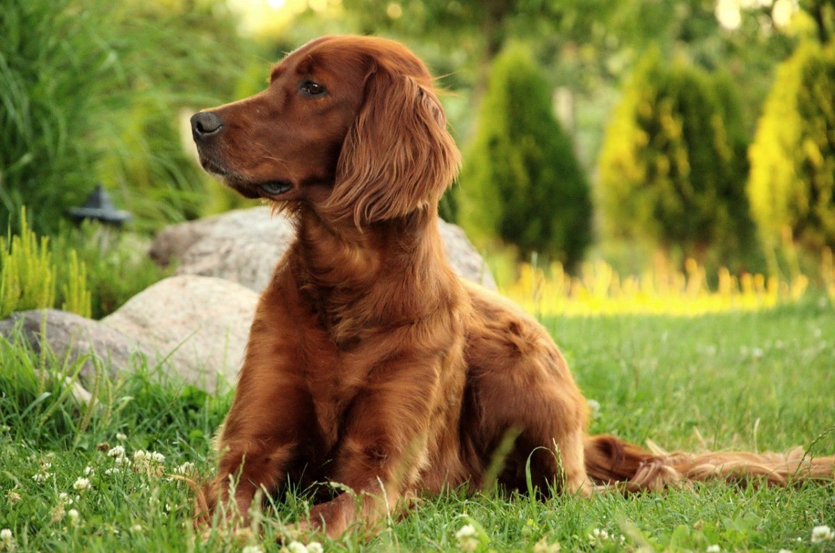 Ирландский сеттер (Irish Setter)