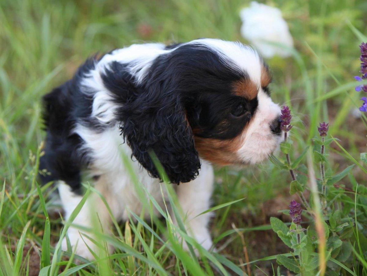 Маленький спаниель