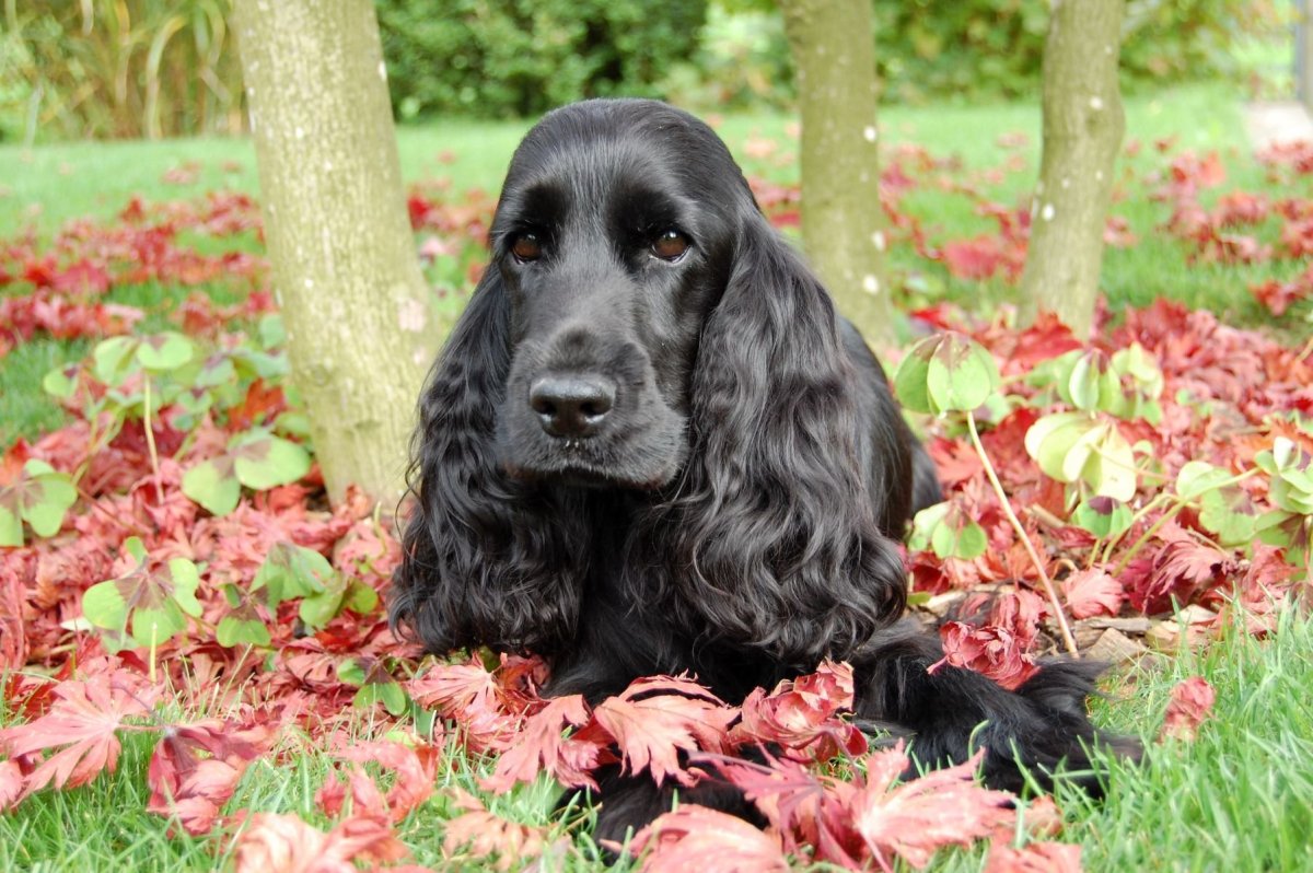 Английский кокер-спаниель