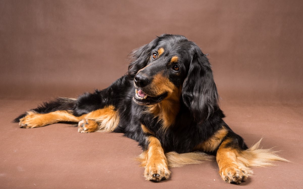 Ховаварт порода