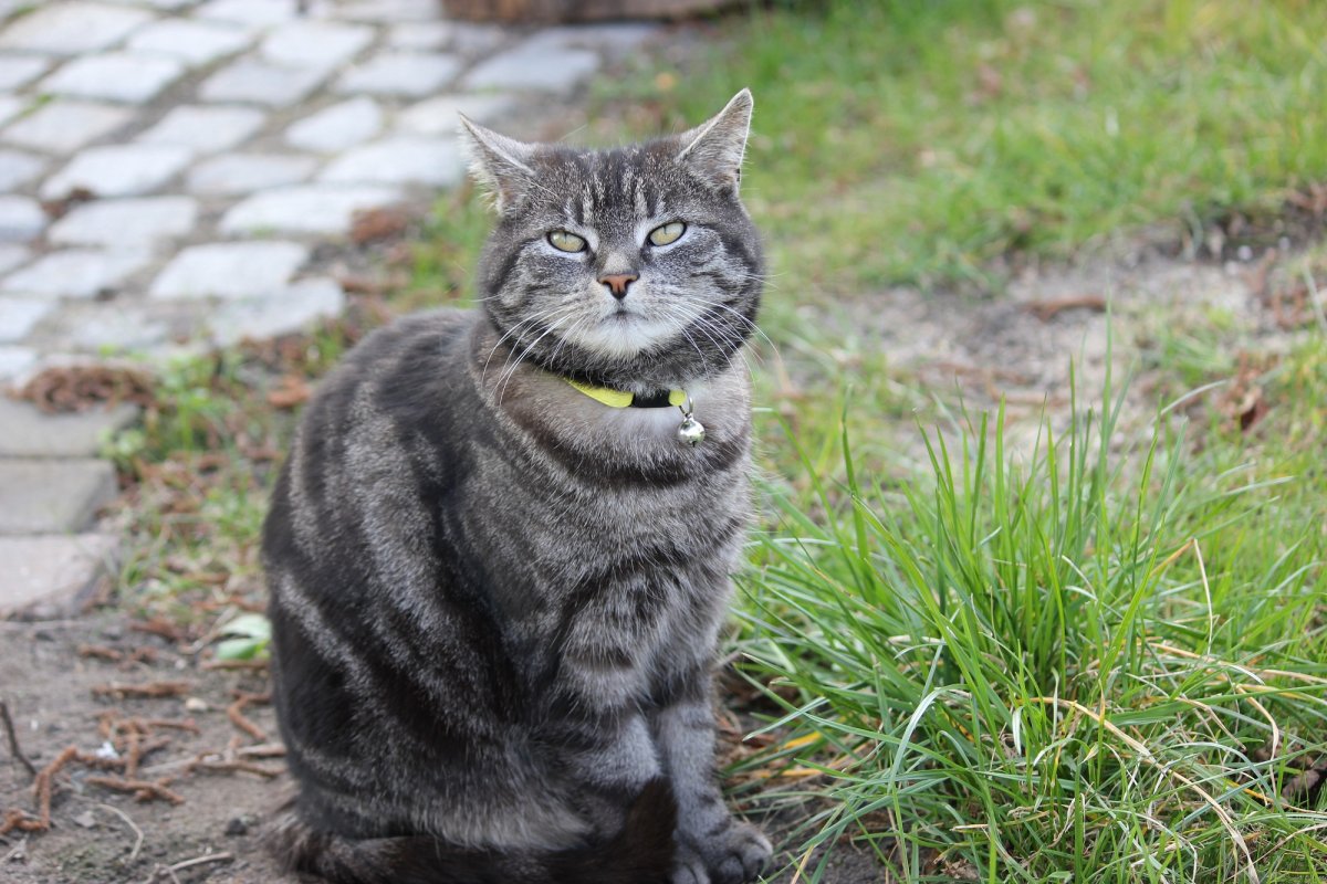 Серая полосатая упитанная кошка
