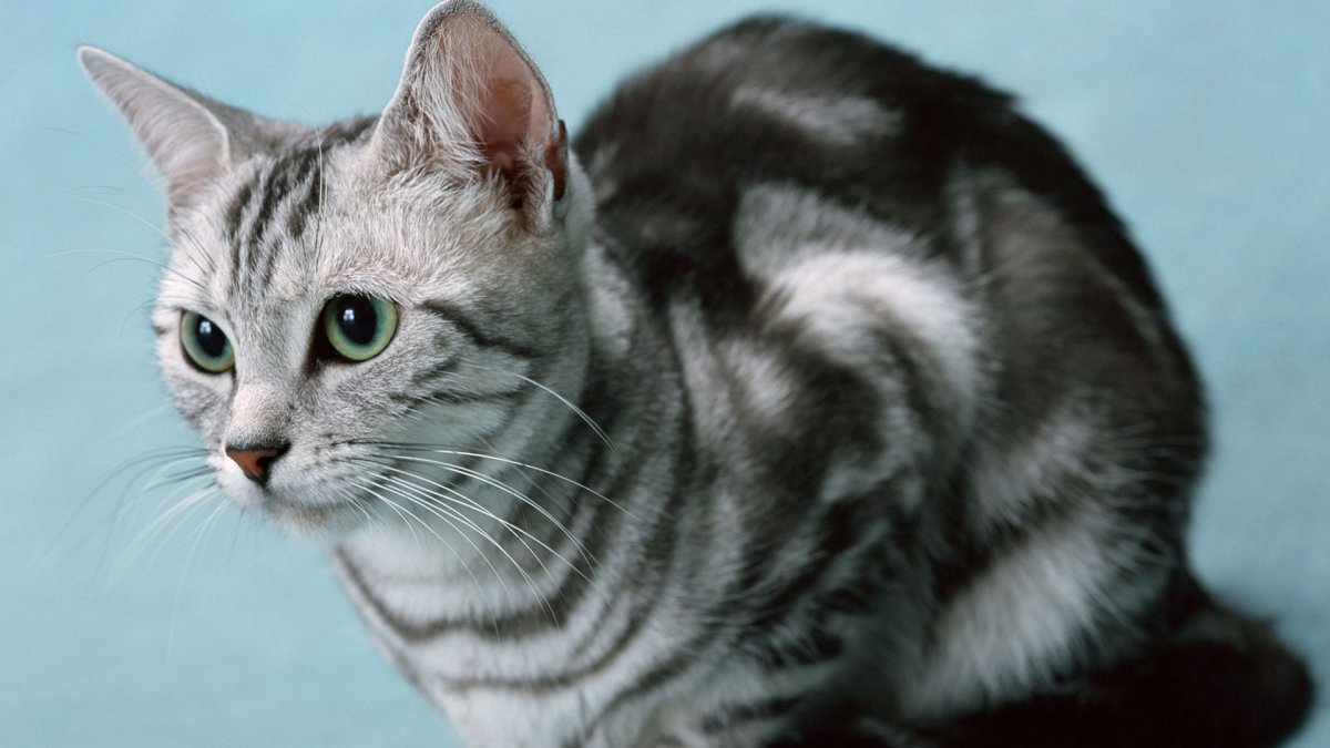 Американская короткошёрстная кошка