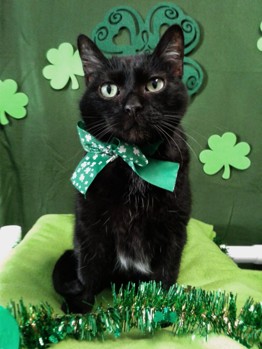 Ирландская порода кошек