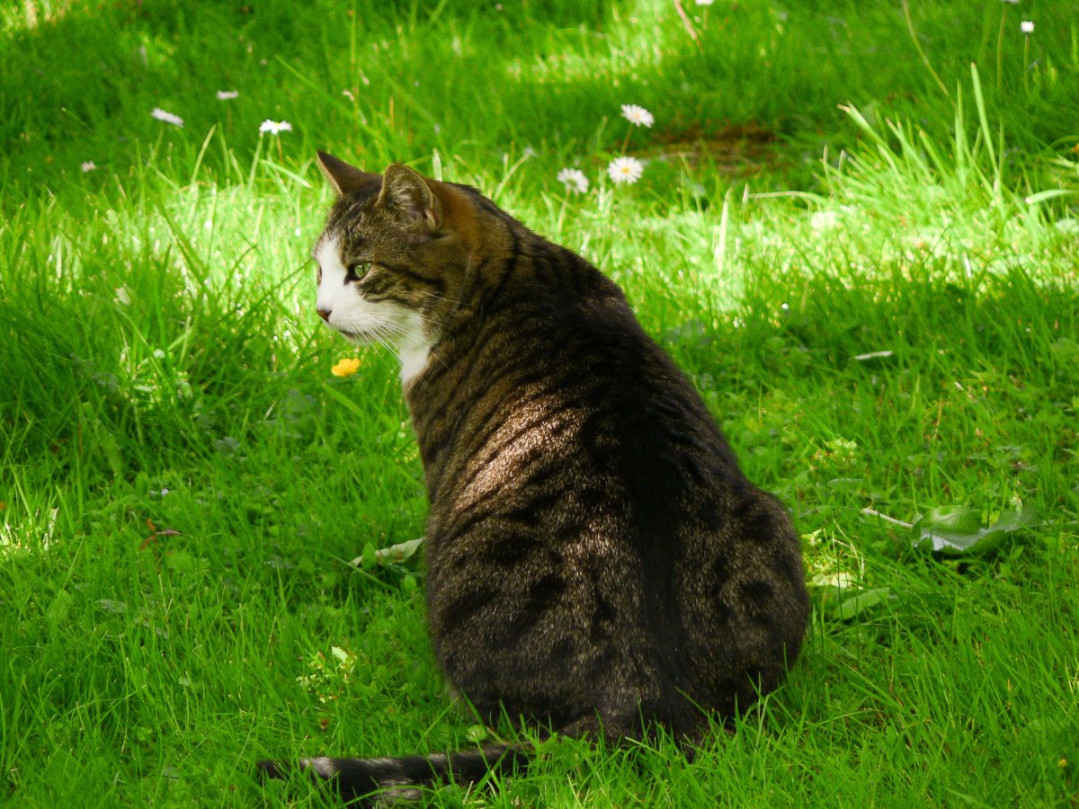 Ирландская кошка